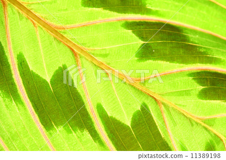 green leaf green leaf 11389198