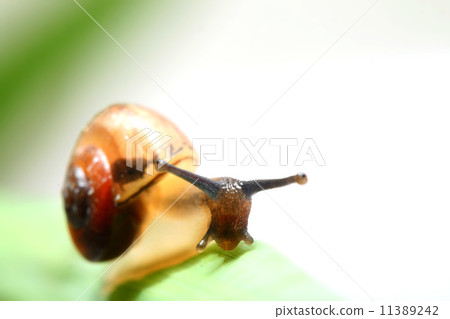 shell on grass shell on grass 11389242