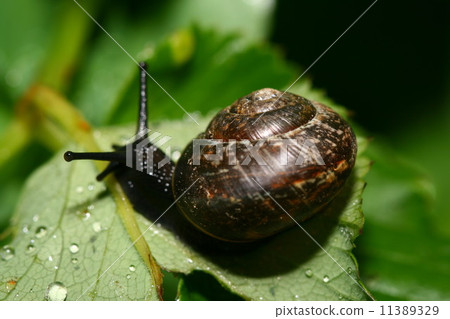 shell shell 11389329