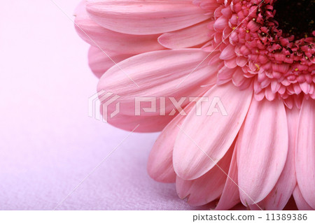 Pink gerbera 11389386