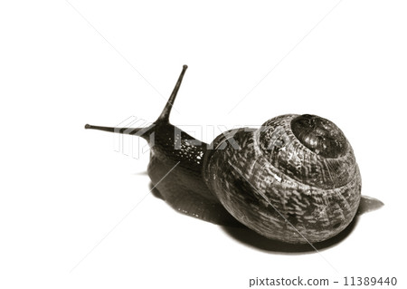 isolated shell isolated shell 11389440