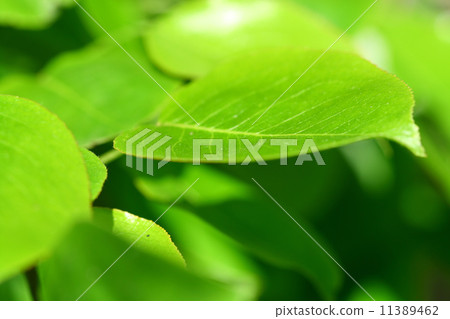 green leaf green leaf 11389462