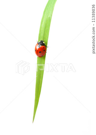 red ladybug red ladybug 11389836
