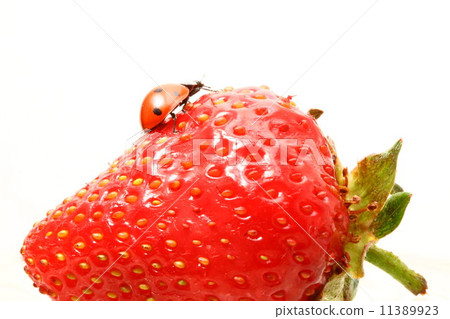 ladybug gourmet 11389923