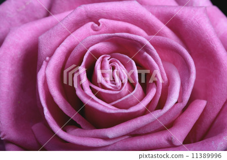 pink rose pink rose 11389996