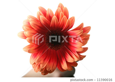 flower flower 11390016