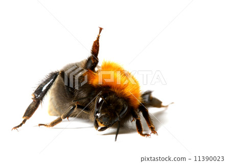 dance bumble bee 11390023