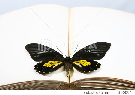 Butterfly on book Butterfly on book 11390094