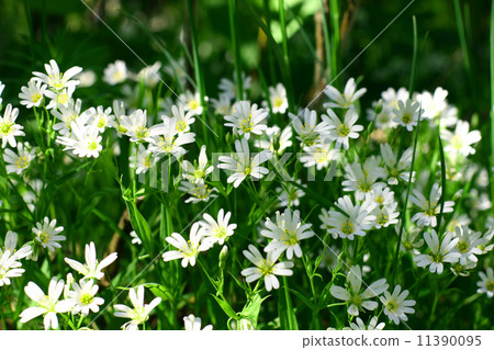 white spring flowers white spring flowers 11390095