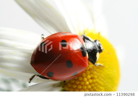 summer ladybug 11390298
