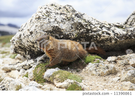 Marmot Marmot 11390861