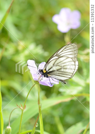 Miyama Monsohore Miyama Monsohore 11391332