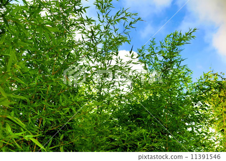 Bamboo and blue sky 11391546