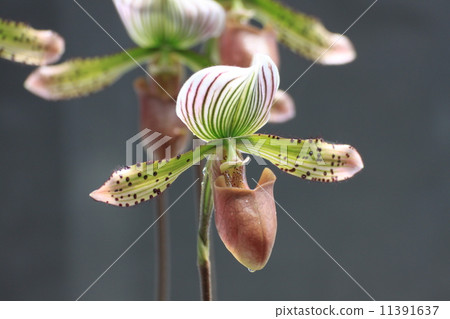 Paphiopedylum Paphiopedylum 11391637