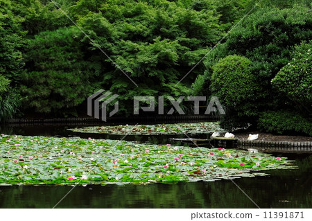 Water lily Water lily 11391871