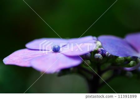 hydrangea hydrangea 11391899