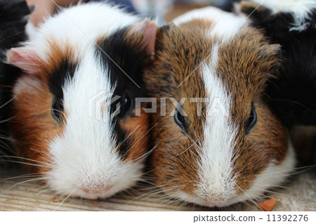 Guinea pig 11392276