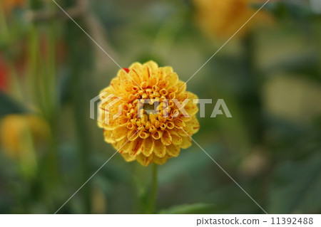 Dahlia Michael J (Pon Pong) 11392488