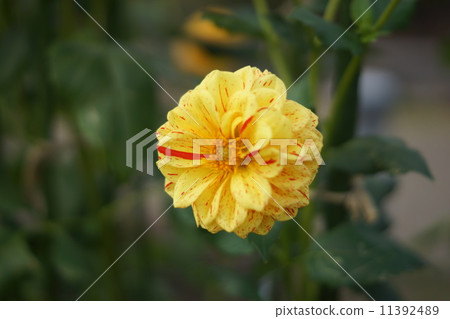 Dahlia Michael J (Pon Pong) 11392489