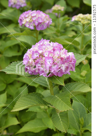 Hydrangea pink Hydrangea pink 11392575