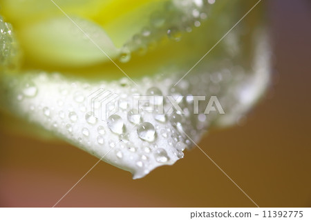 Drop of water Drop of water 11392775