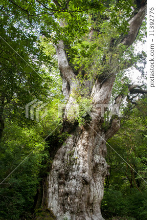 Jomon cedar 11392776