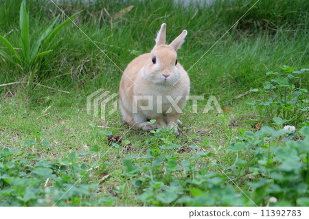 Summer rabbit (Netherland dwarf) ① 11392783