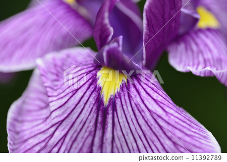 鳶尾花 11392789