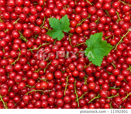 background of red currant berries. top view - horizontal photo. 11392801