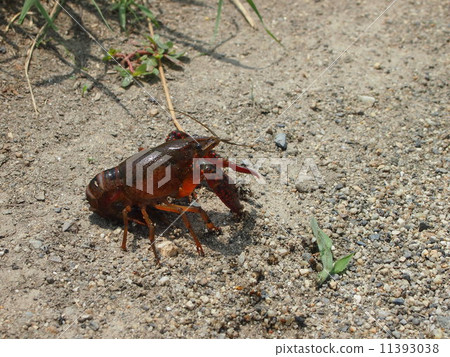 crayfish 11393038
