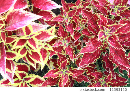 彩礁 彩礁 11393130