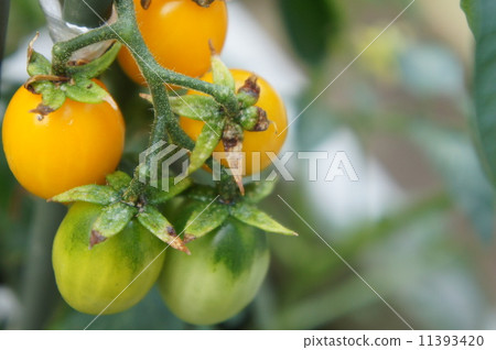  Mini Tomato 11393420