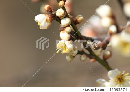 Plum blossoms start to bloom Plum blossoms start to bloom 11393874
