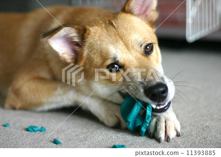 A dog destroying a toy 11393885