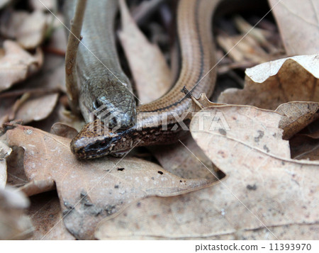 Slow worms (Anguis fragilis) mating 11393970