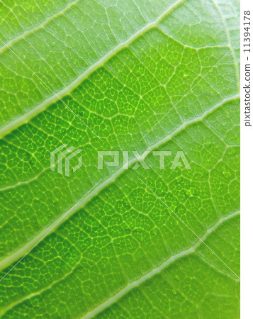Leaf vein 11394178