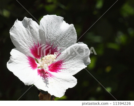 Muggues resembling ancient Japanese flower hibiscus Muggues resembling ancient Japanese flower hibiscus 11394226