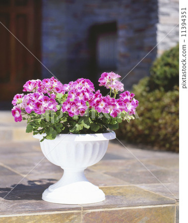 Flower, Pelargonium, 11394351