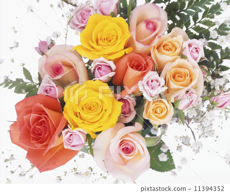 Flowers, roses, 11394352