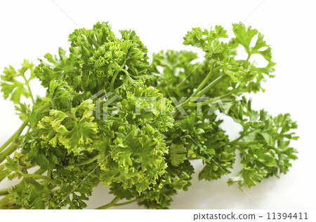 Coriander Leaves 11394411
