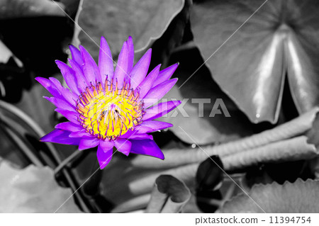 Blossoming lotus Blossoming lotus 11394754