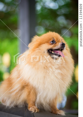 A puppy of a Pomeranian A puppy of a Pomeranian 11394809