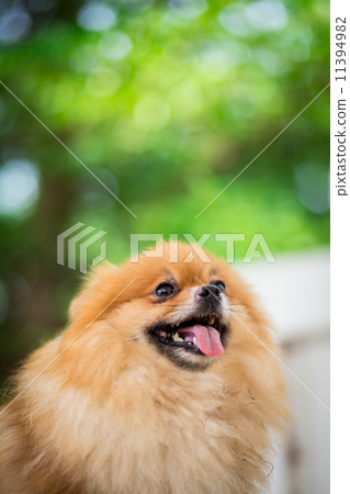 A puppy of a Pomeranian A puppy of a Pomeranian 11394982