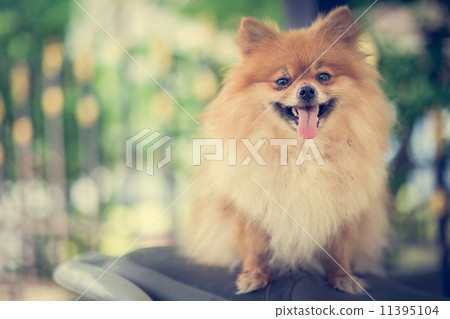 A puppy of a Pomeranian A puppy of a Pomeranian 11395104