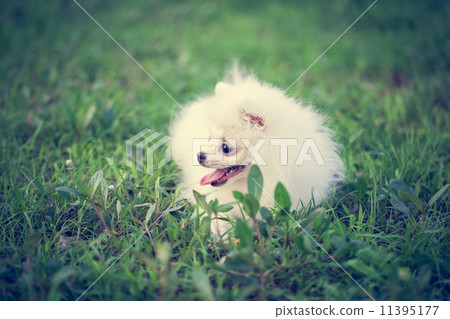 A puppy of a Pomeranian A puppy of a Pomeranian 11395177