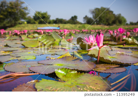 Red Lotus vast lake 11395249