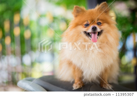 A puppy of a Pomeranian 11395307