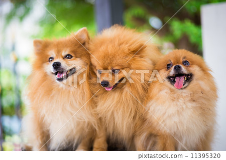 A puppy of a Pomeranian A puppy of a Pomeranian 11395320
