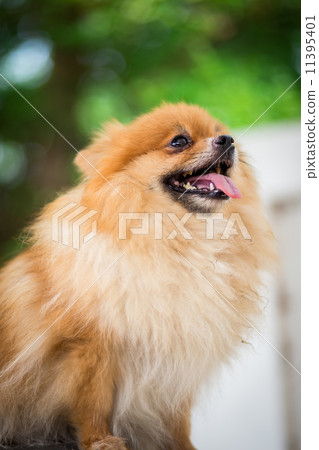 A puppy of a Pomeranian A puppy of a Pomeranian 11395401
