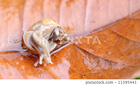 Snail crawling on a leaf 11395441